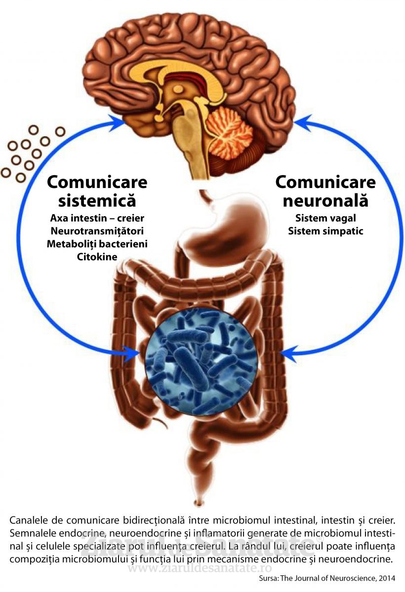 Infografie Axa creier - intestin
