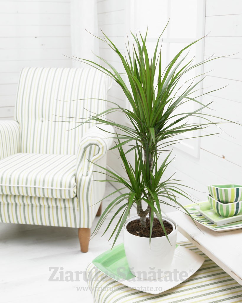 Dracaena marginata
